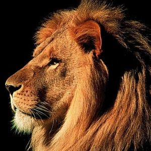 Meet your Posher, Saul